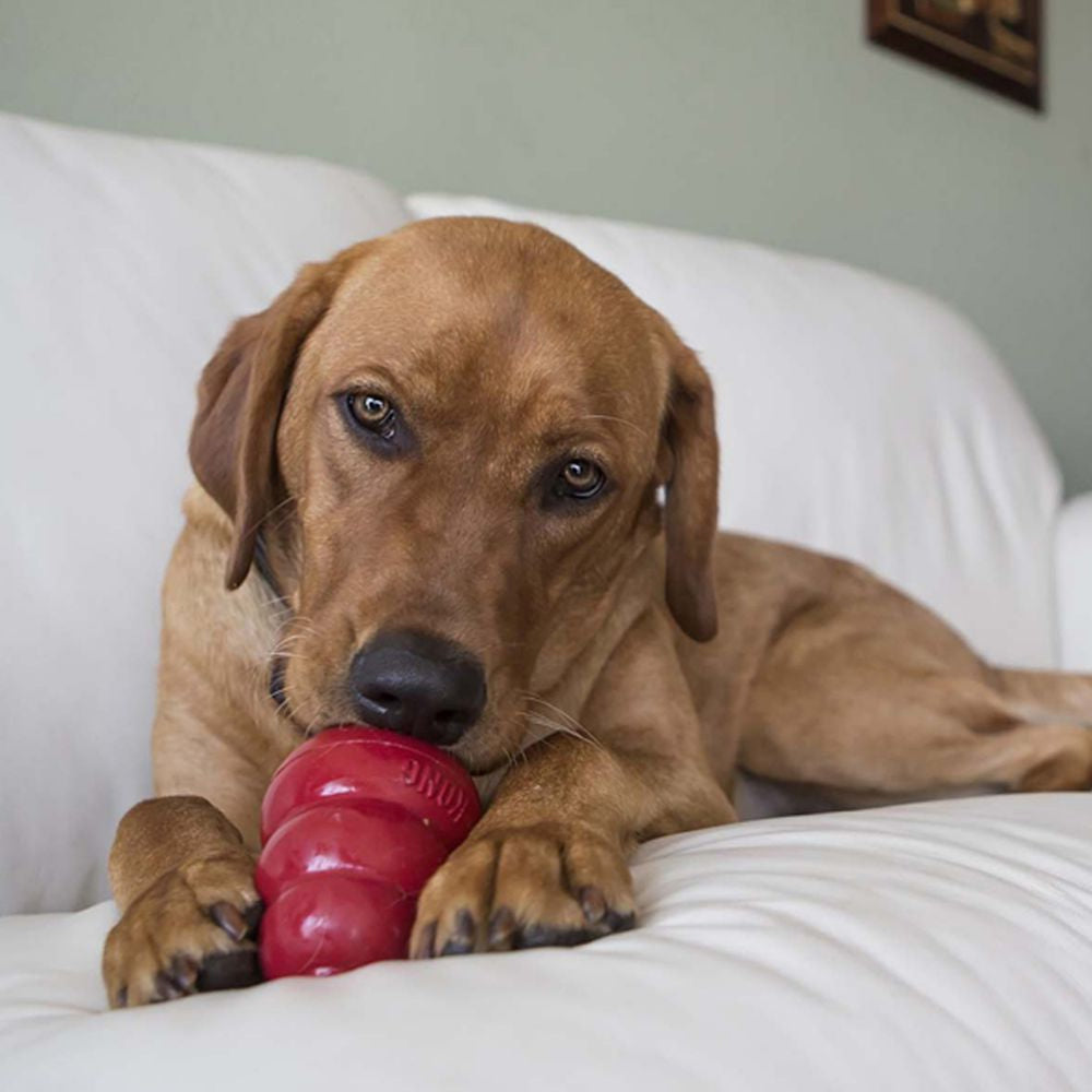 Filling a kong with top peanut butter